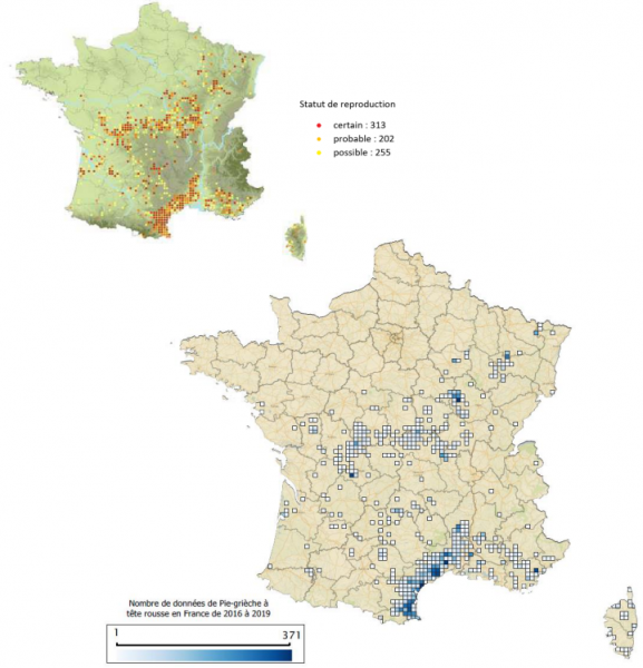 Répartition de la Pie-grièche à tête rousse en France sur les périodes 2005-2012 (en haut, source : Issa & Muller, 2012) et 2016-2019 (en bas, source : Faune France, INPN et Obs’Indre).